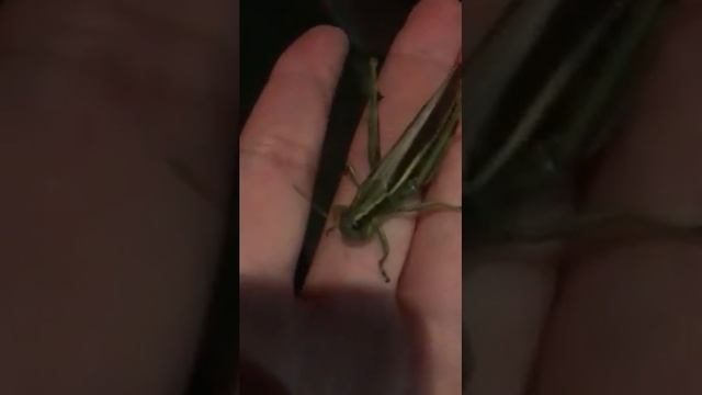 Чудо не видела такого уже давно смотреть онлайн