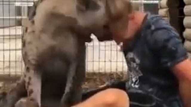 Дрессированная гиена ласкает хозяина