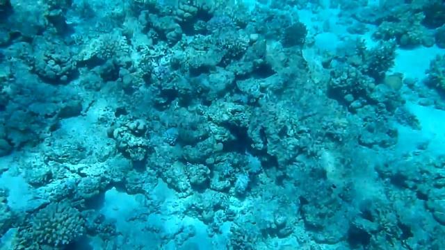 2014 04 18 Египет. Я с аквалангом Красное море смотреть онлайн