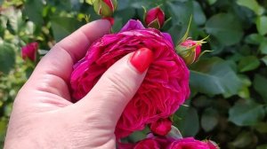 Роза Соул ( Soul, Tantau 2015) Покупать или нет.?????