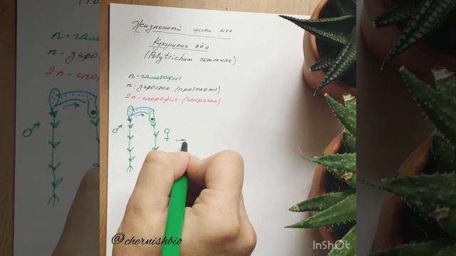 Жизненный цикл мха Кукушкин лён (Polytrichum Commune) схема
