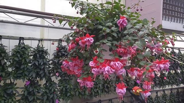 Blue Eye Fuchsia