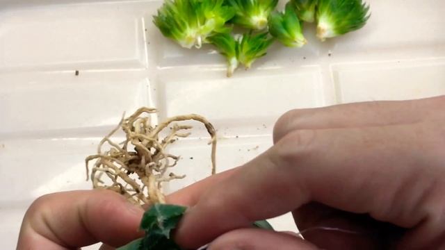 How to Propagate a Haworthia in 3 Ways смотреть онлайн