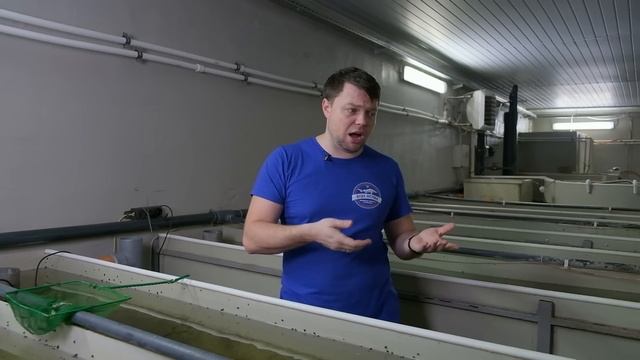 Разведение раков в УЗВ. Австралийский красноклешневый рак смотреть онлайн