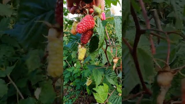 Малина сорта Похвалинка. смотреть онлайн