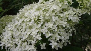 Гортензия древовидная. Сорта, посадка и уход. Секрет больших соцветий!