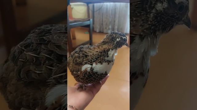 Как поют перепелки))) В живую это громче звучит ))) #перепелка #пение #Гоша #питомец смотреть онлайн