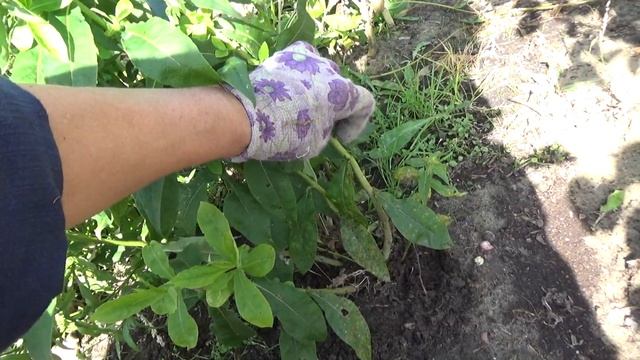 Приготовим многолетники к зиме. смотреть онлайн