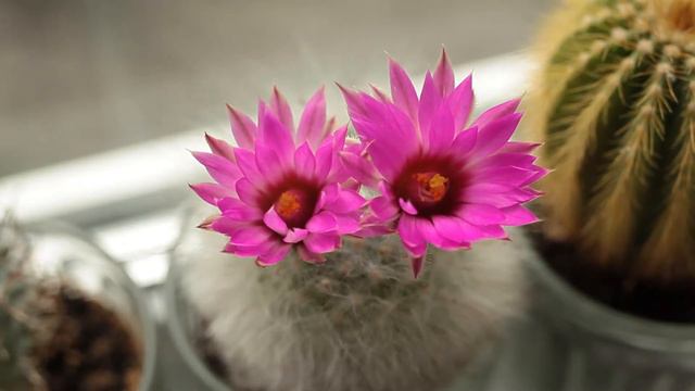 Mammillaria guelzowiana смотреть онлайн