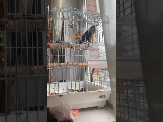 Скворец Мотя разговаривает с посетителями магазина смотреть онлайн