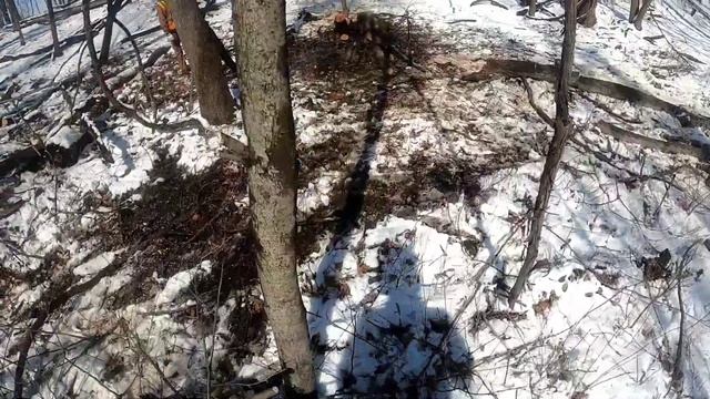 CUTTING BASSWOOD WITH A HELMET CAM смотреть онлайн