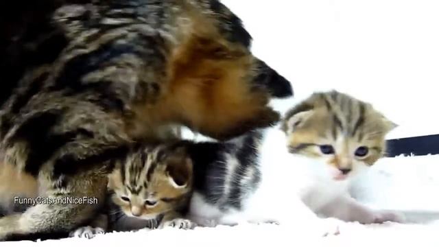 О чем говорят коты? смотреть онлайн