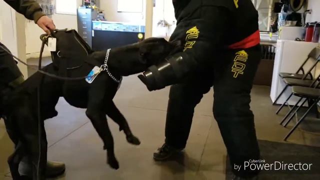 For Sale $30k (Sold) - Big Black Presa Canario stud смотреть онлайн