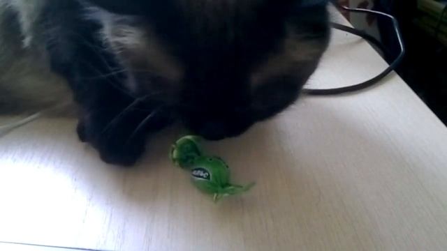 Почему коты любят фантики? смотреть онлайн