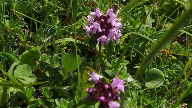 Thymus serpyllum 1.mp4 смотреть онлайн