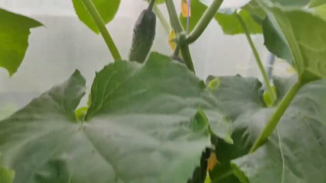 105. Посмотрите какие ОГУРЧИКИ. Обязательно посадите эти ГИБРИДЫ. Не пожалеете. смотреть онлайн