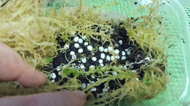 #УЛИТКИАХАТИНЫ - ЕСТЬ ЛИ ШАНС НА ВЫЛУП КЛАДКИ ? #КУПЛЮУЛИТКУАХАТИНА#МАРИМИСТИКПИТОМНИК смотреть онлайн