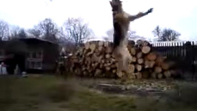 Německý ovčák skok do výšky. смотреть онлайн