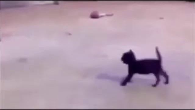 Чеширский кот смотреть онлайн