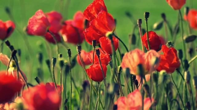 Природа.Цветы.Луга смотреть онлайн