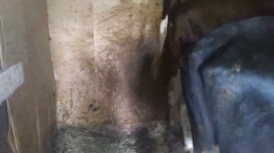 ЗАБОЛЕЛА КОРОВА//КРОВАВЫЙ ПОНОС