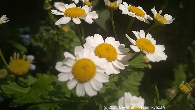 Маленькие ромашки на солнышке (видео Levuarden) смотреть онлайн