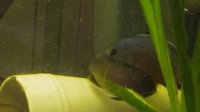 Копадихромис каданго