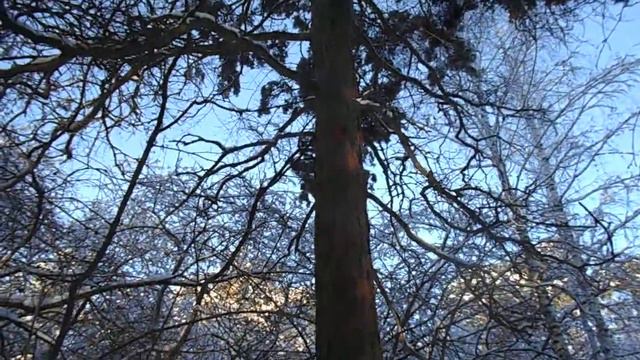 г.Челябинск городской бор белочки 04.01.2019 смотреть онлайн