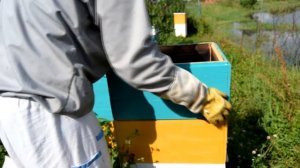 как поймать рой пчел