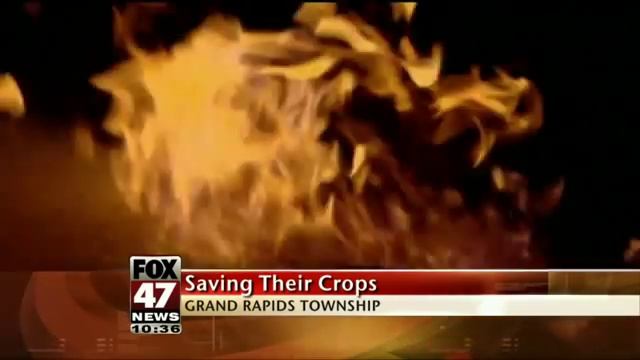 Fruit Farmers Take Unusual Steps to Protect Crops смотреть онлайн