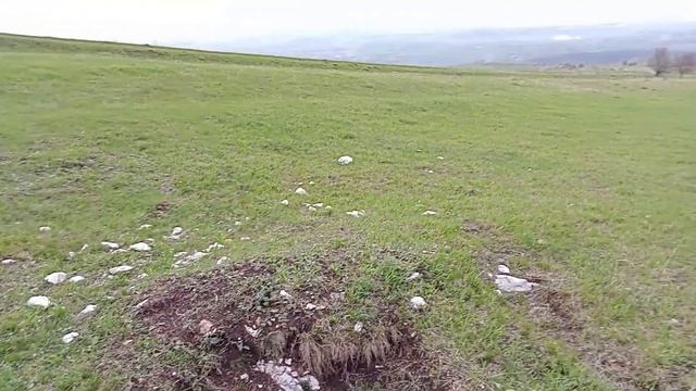 ГРИБЫ Синеножка Рядовка лиловоногая и её друзья Весенние грибы #грибы #рядовка #охота #май смотреть онлайн