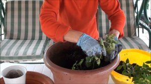 Как сэкономить почву в кашпо?