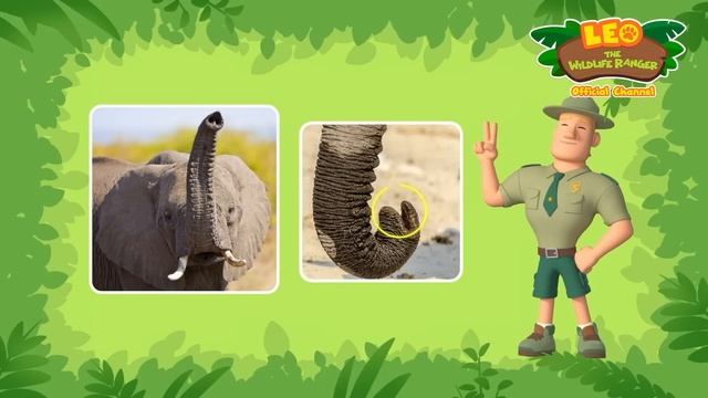These BIRDS aren't very SOCIAL! | Sociable Weavers | Leo the Wildlife Ranger | #compilation смотреть онлайн