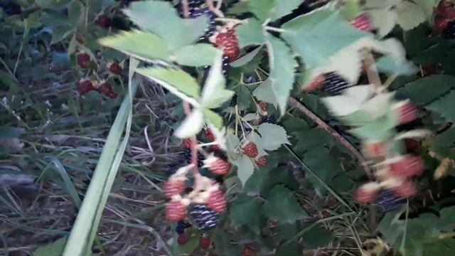 Сорт ежевики ЛОХ-ТЭЙ -лучший сорт ежевики для дачи #ежевикалохтэй #лохтэйежевика #лучшийсортежевик смотреть онлайн