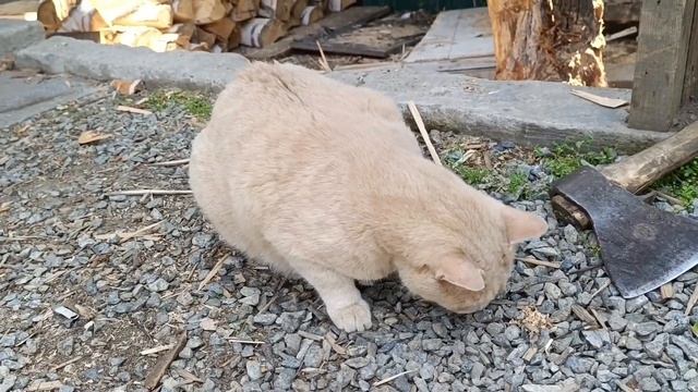 #80. Жестокие будни кота Леопольда.