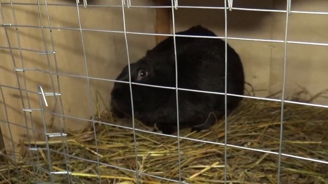 Праздничные мероприятия у елки Оршанского мясоконсервного комбината смотреть онлайн