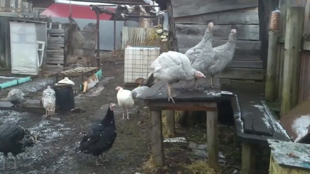 сарай переделали в индюшатник и добавили немного теплого пола на месте где спят индюки. смотреть онлайн