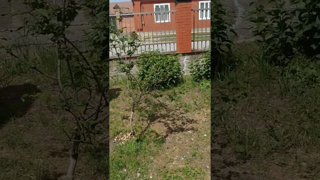Как содить петуния смотреть онлайн
