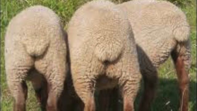 Sheep Tail Docking for Beginners (Banding Method) смотреть онлайн