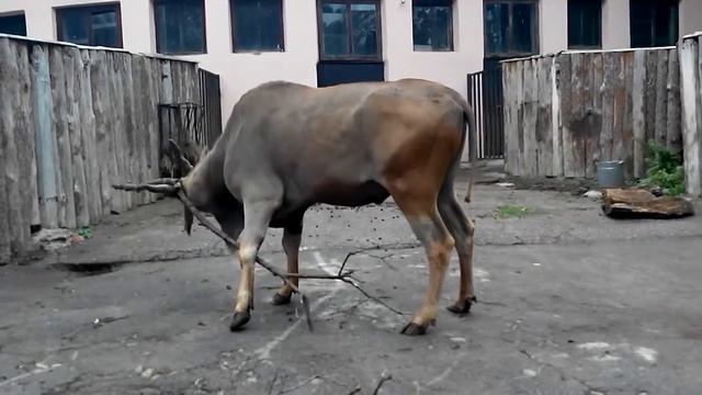 Антилопа прикольно бодается смотреть онлайн