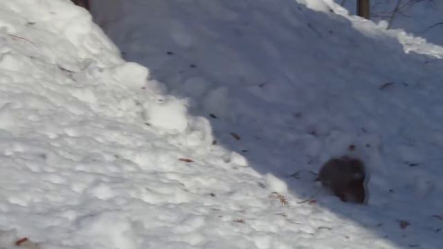 Абрамцево ДУБ смотреть онлайн