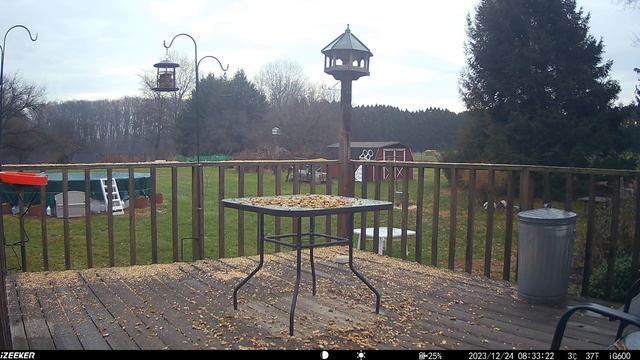What the heck is that running in the yard deck trailcam 20231228 смотреть онлайн