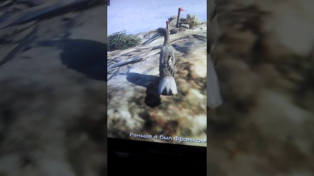 Лофофоры смотреть онлайн