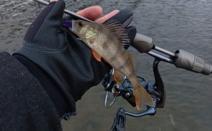 Dayo NANO PREDATOR, Хищник в деле