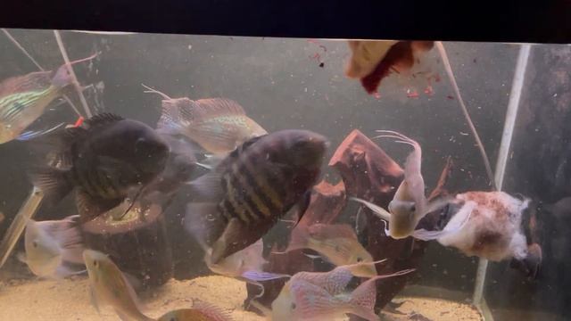 Feeding Geophagus Sveni смотреть онлайн