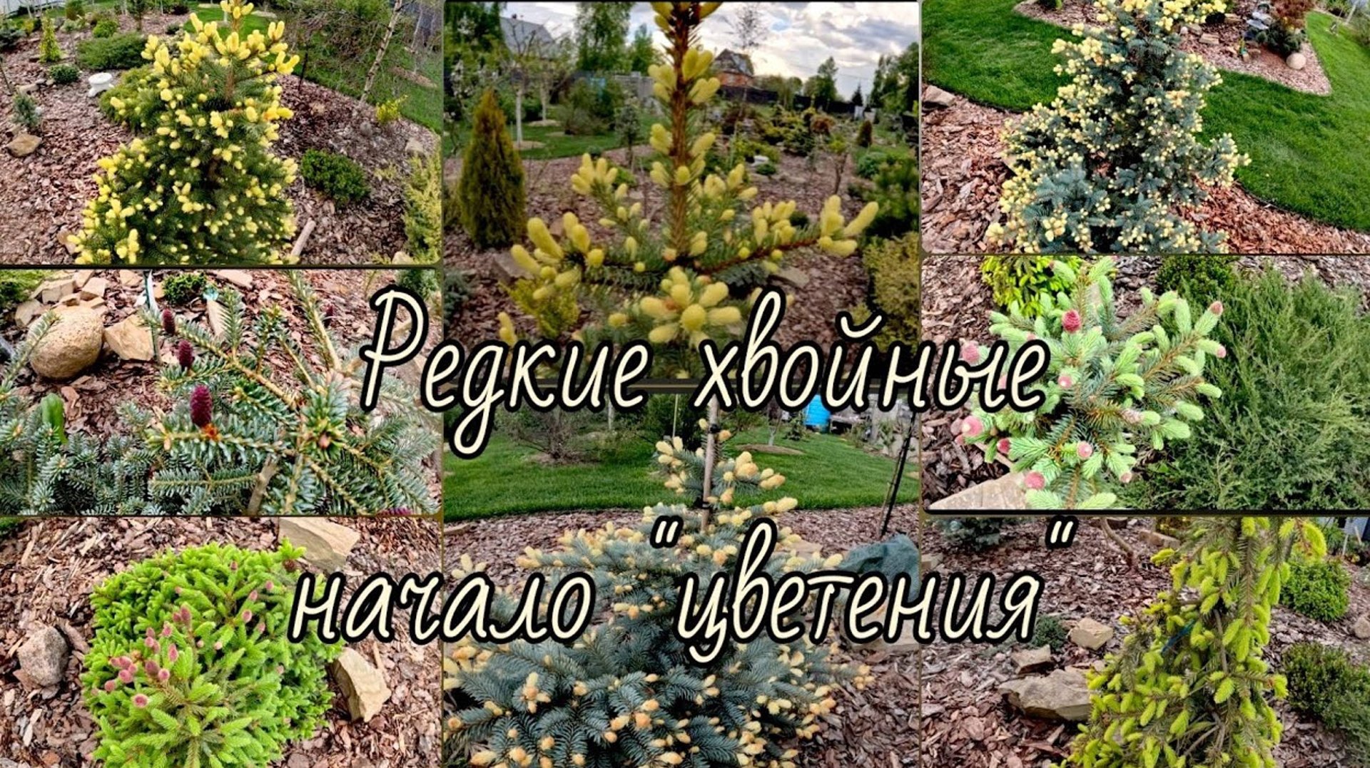 Редкие хвойные, начало цветения🔥Хвойная новинка🌲21.05.2024г смотреть онлайн