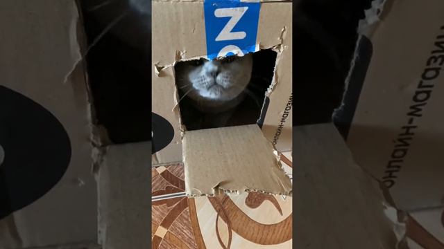 Один день из жизни Кота 😽😸🙀😺😻 смотреть онлайн