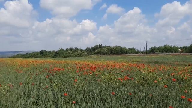 Маковые поля, сезон открыт))))))) смотреть онлайн