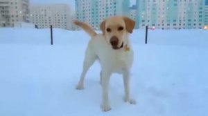 Как танцует лабрадор?