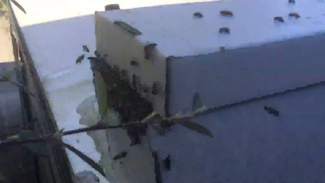 Снял Первый Рой Пчел Апрель 2020 смотреть онлайн